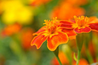 Edible Flowers, Tagetes Tenuifolia,Marigold, Marigolds, American Saffron, Signet Marigold, Slender leaf Marigold, Striped Mexican Marigold, Lemon Gem, Orange Gem, Tagetes Signata, Annual, Annuals,